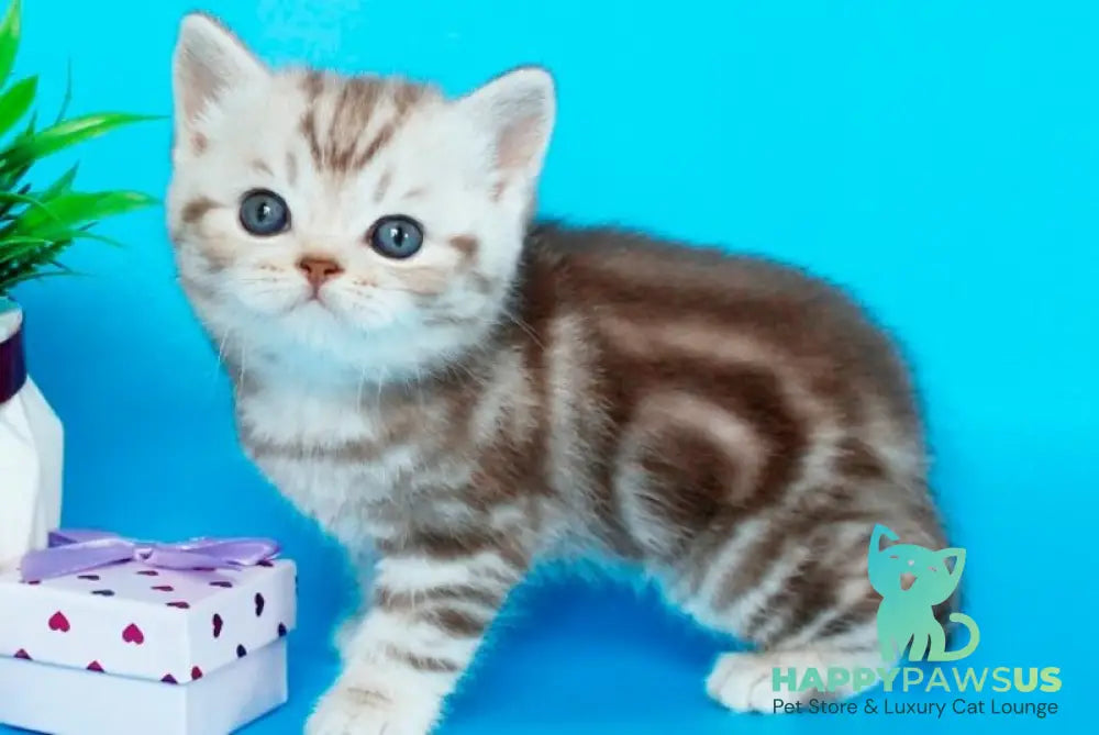 Sweet British Shorthair male chocolate silver tabby - live animals