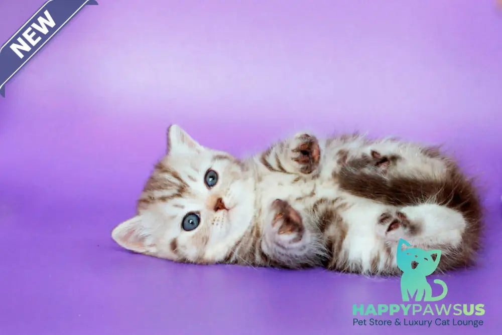 Sweet British Shorthair male chocolate silver tabby - live animals