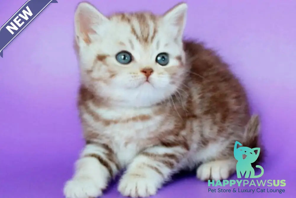 Sweet British Shorthair male chocolate silver tabby - live animals