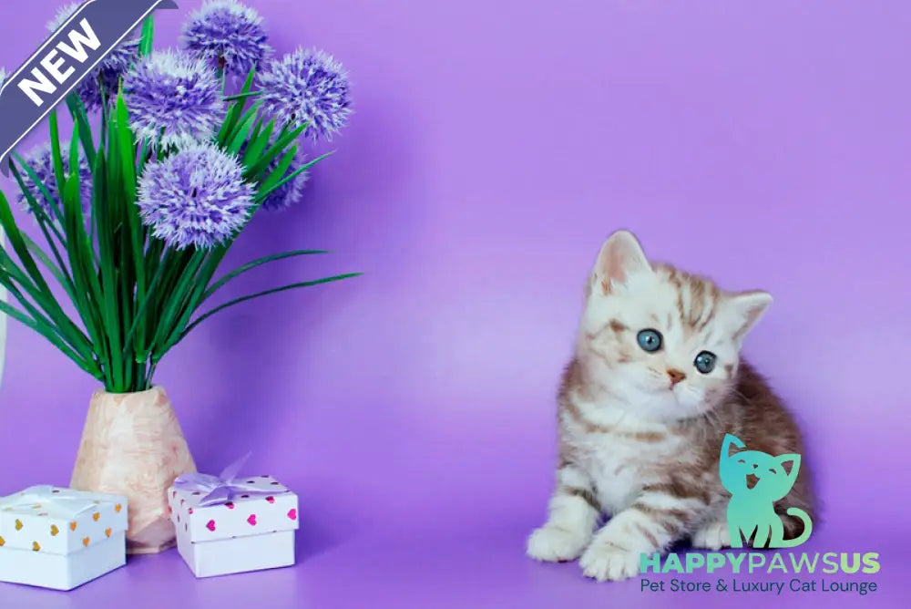 Sweet British Shorthair male chocolate silver tabby - live animals