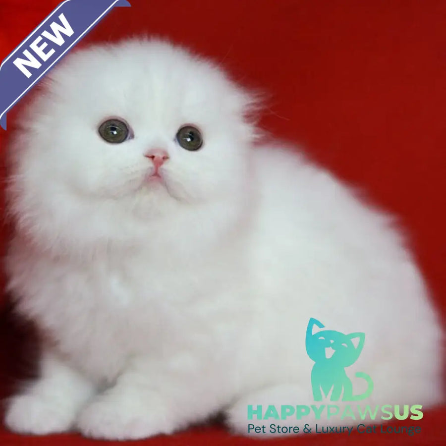 Sweety Scottish Fold female white - live animals