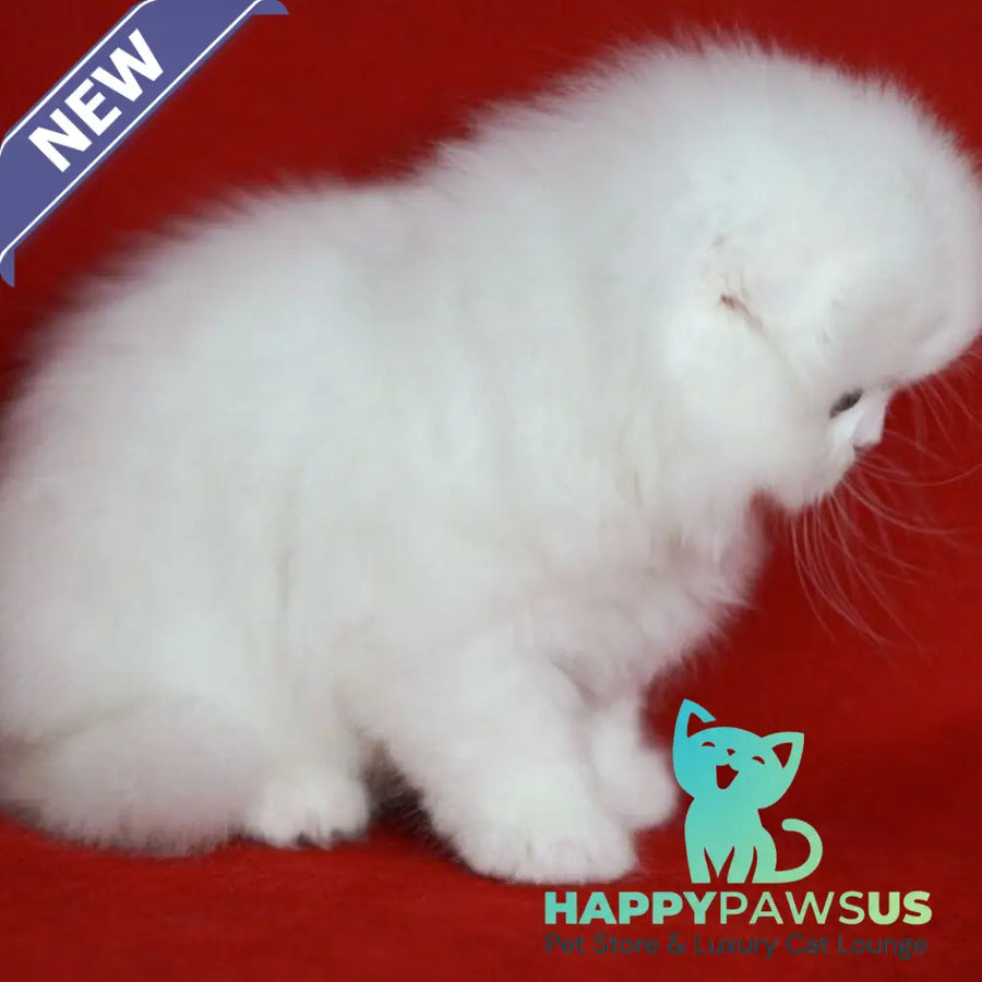 Sweety Scottish Fold female white - live animals