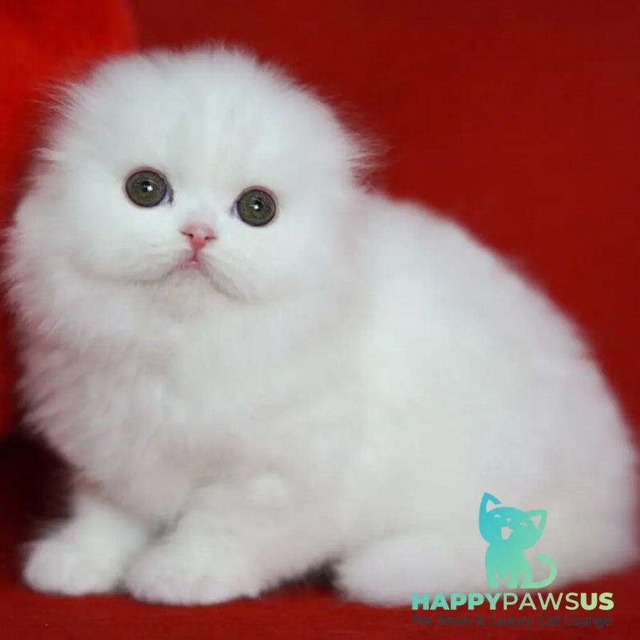 Sweety Scottish Fold female white - live animals