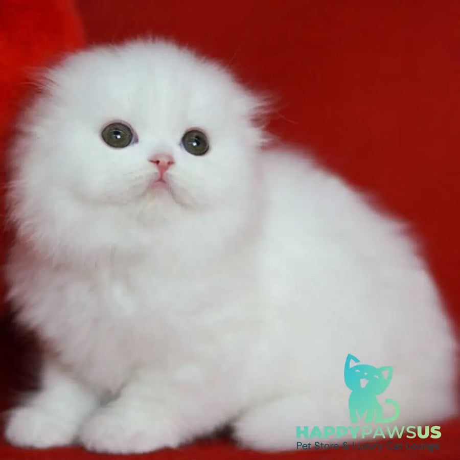 Sweety Scottish Fold female white - live animals