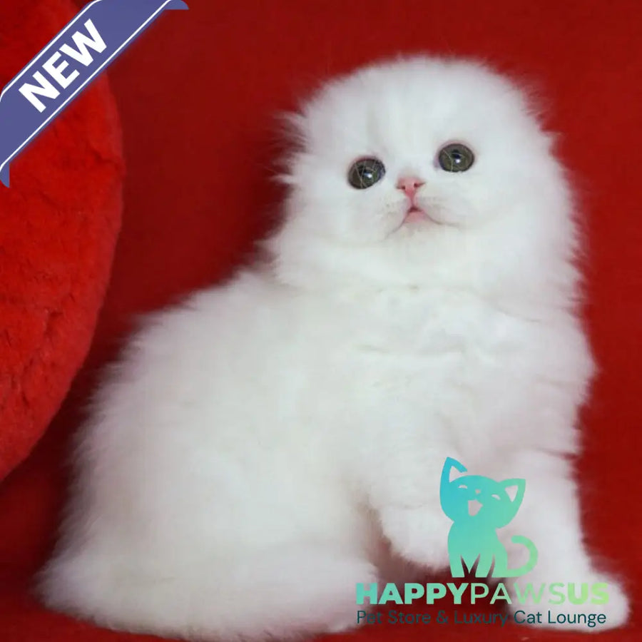 Sweety Scottish Fold female white - live animals