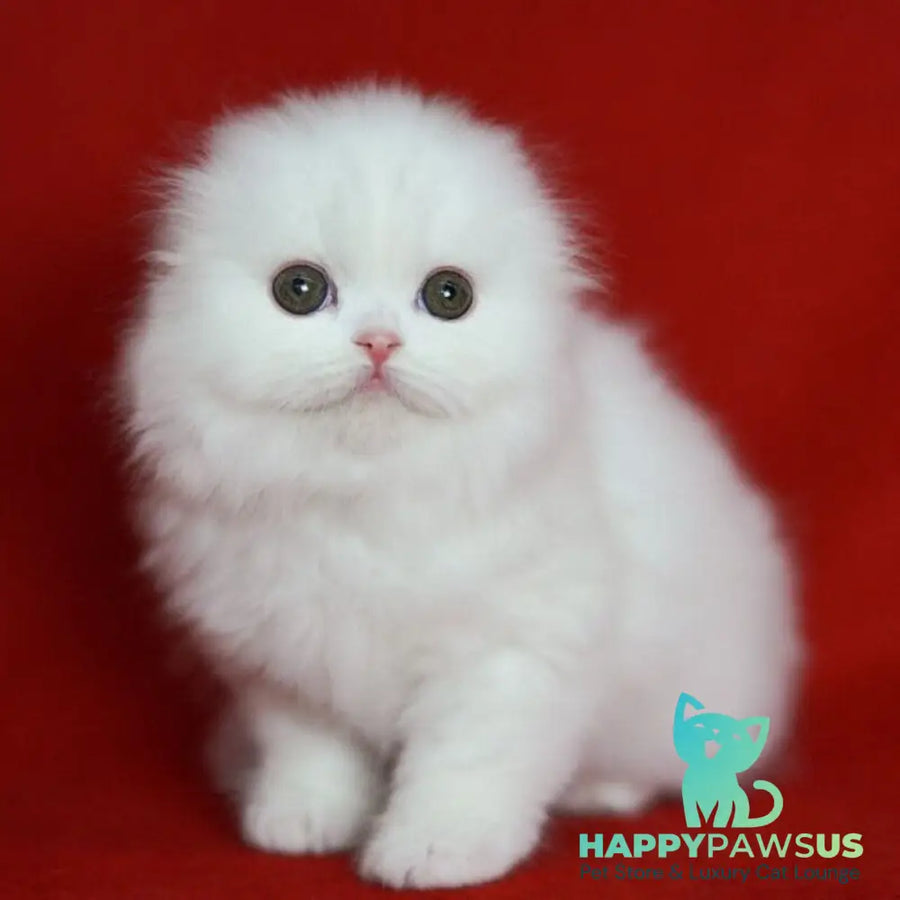 Sweety Scottish Fold female white - live animals
