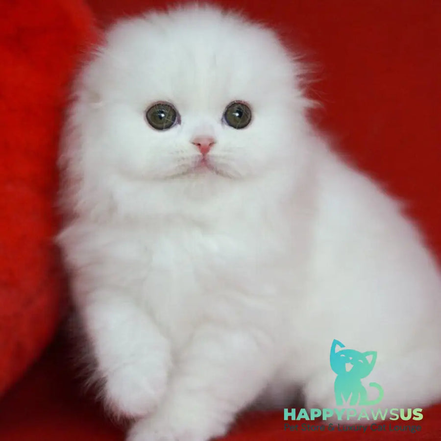 Sweety Scottish Fold female white - live animals