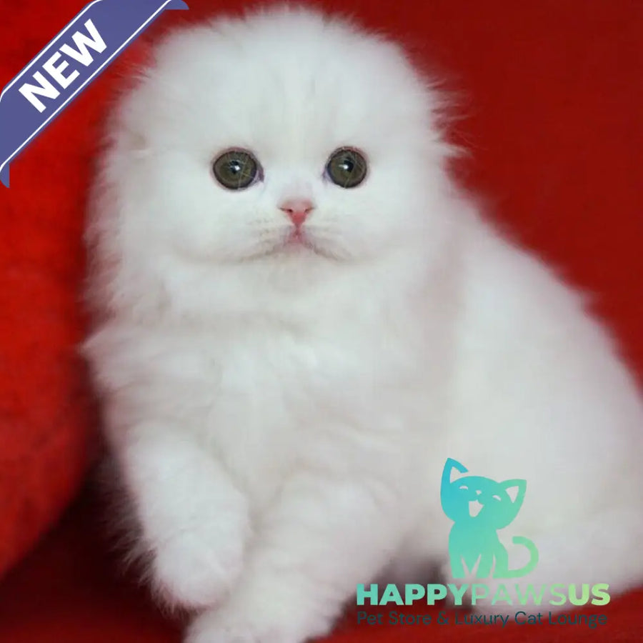 Sweety Scottish Fold female white - live animals