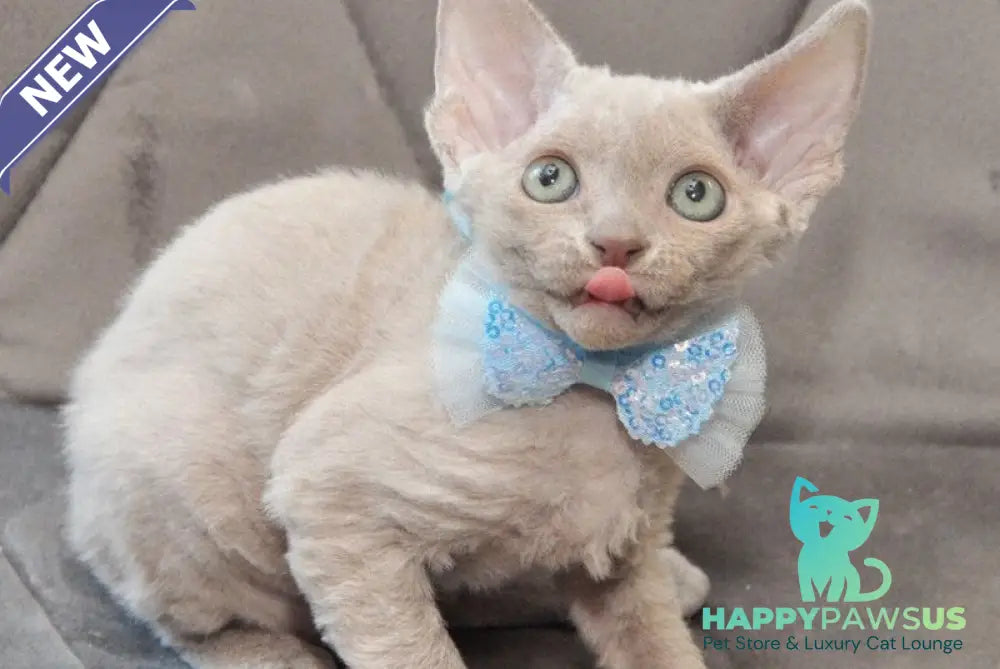 Tabba Devon Rex female lilac - live animals