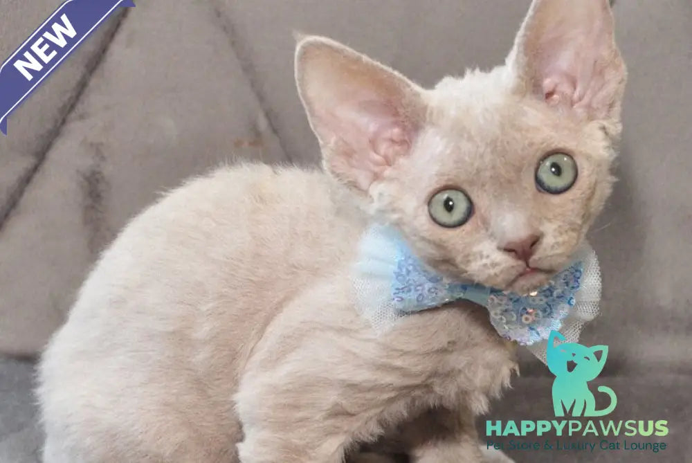 Tabba Devon Rex female lilac - live animals