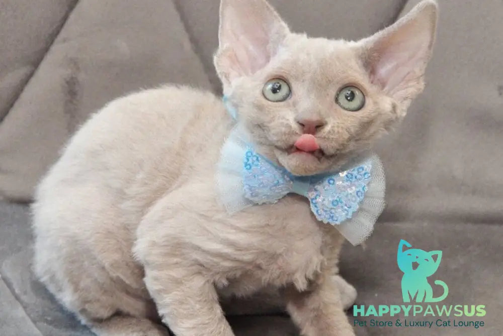 Tabba Devon Rex female lilac - live animals