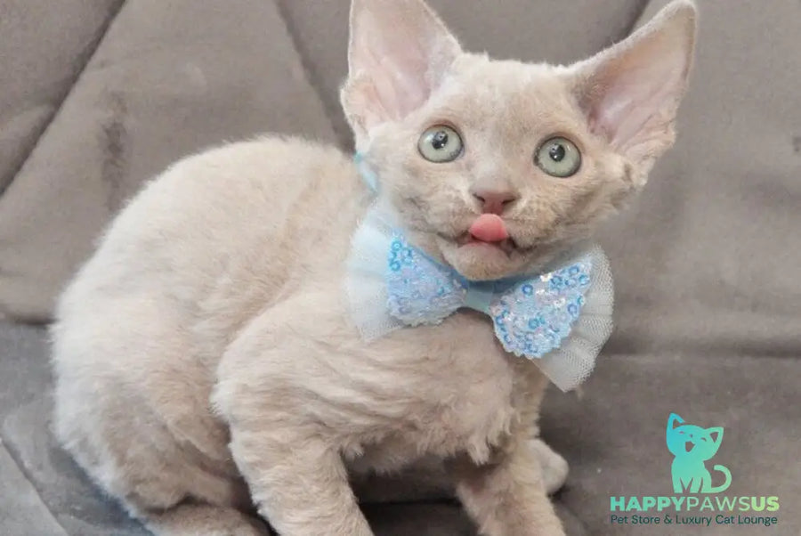 Tabba Devon Rex female lilac - live animals