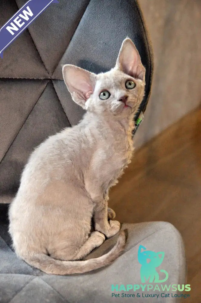 Tabba Devon Rex female lilac - live animals