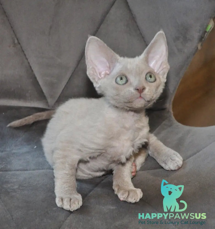 Tabba Devon Rex female lilac - live animals