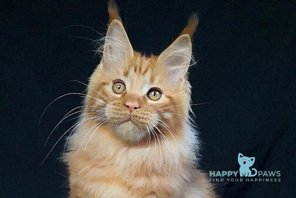 Tad Angel Maine Coon male red live animals