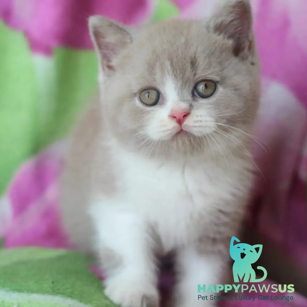 Taffy British Shorthair male lilac bicolour - live animals