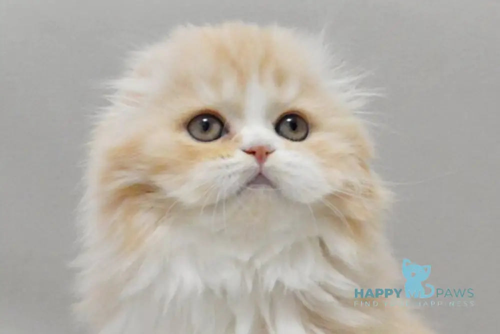 Taffy Scottish Fold female red silver tabby bicolour live animals