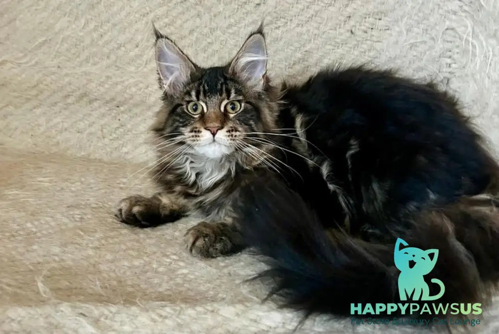 Tafty Maine Coon female black tabby live animals