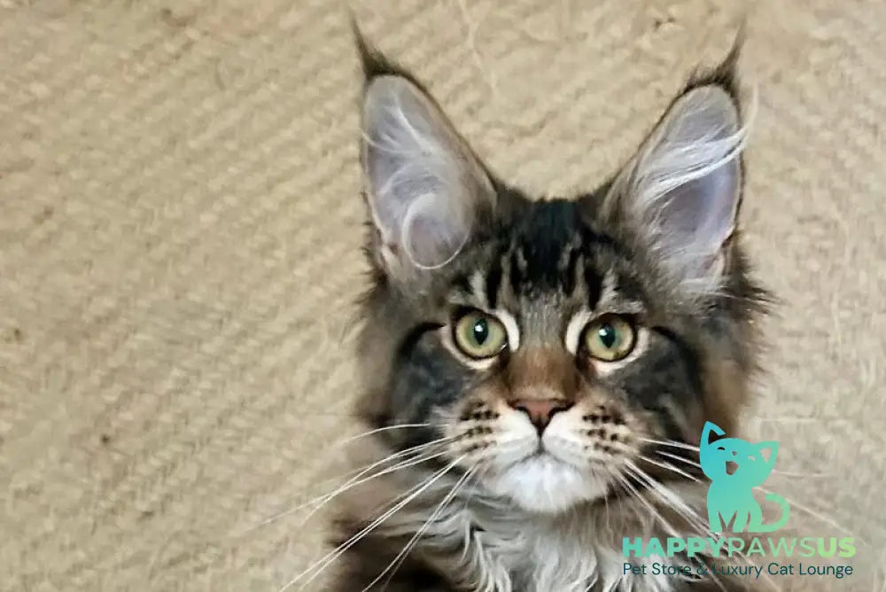 Tafty Maine Coon female black tabby live animals