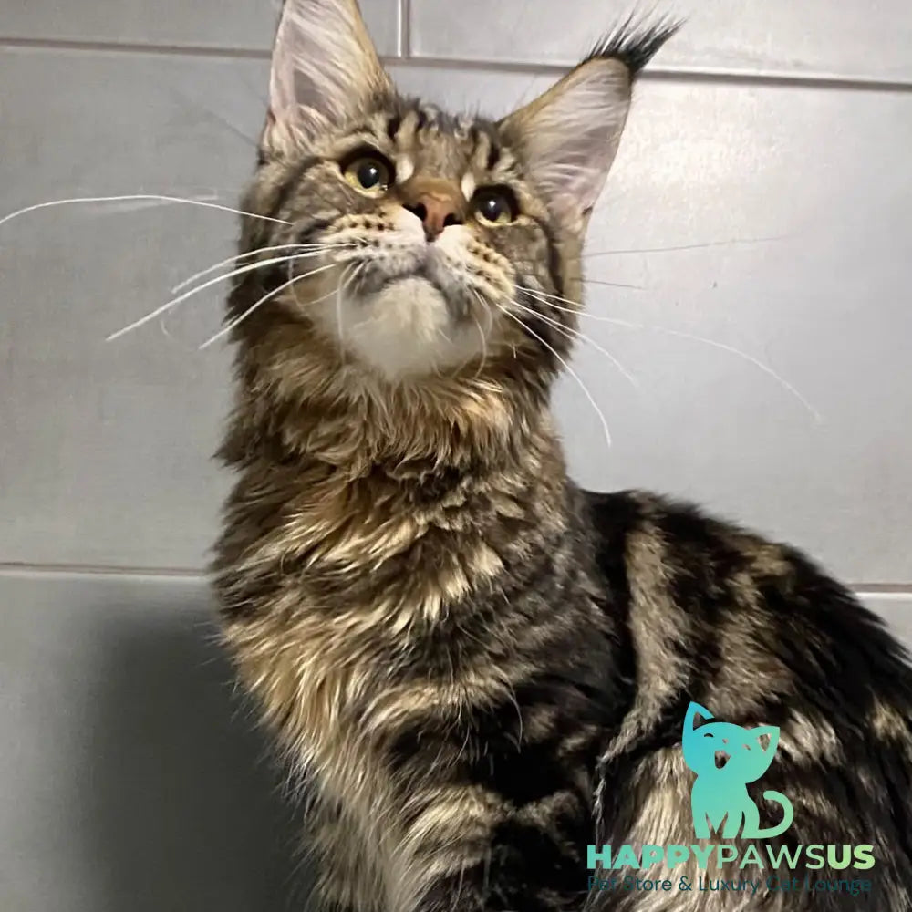 Taganrog Maine Coon male black tabby - live animals