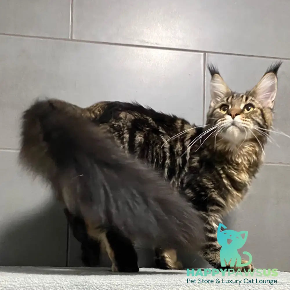 Taganrog Maine Coon male black tabby - live animals