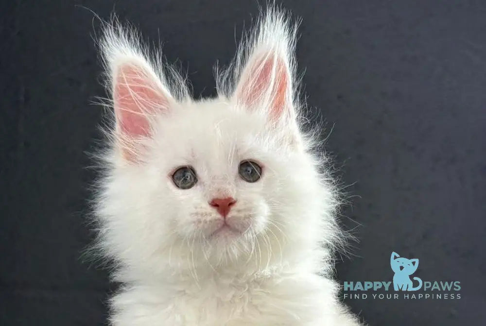 Tagir Maine Coon male red silver chinchilla live animals