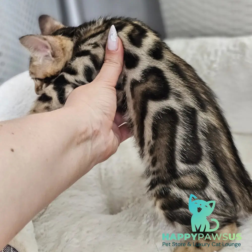 Tahiti Bengal male black spotted tabby - live animals