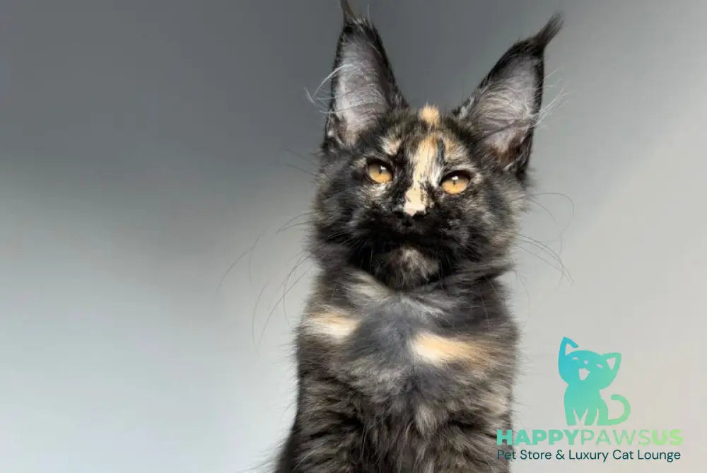Tails Maine Coon female black tortie tabby - live animals