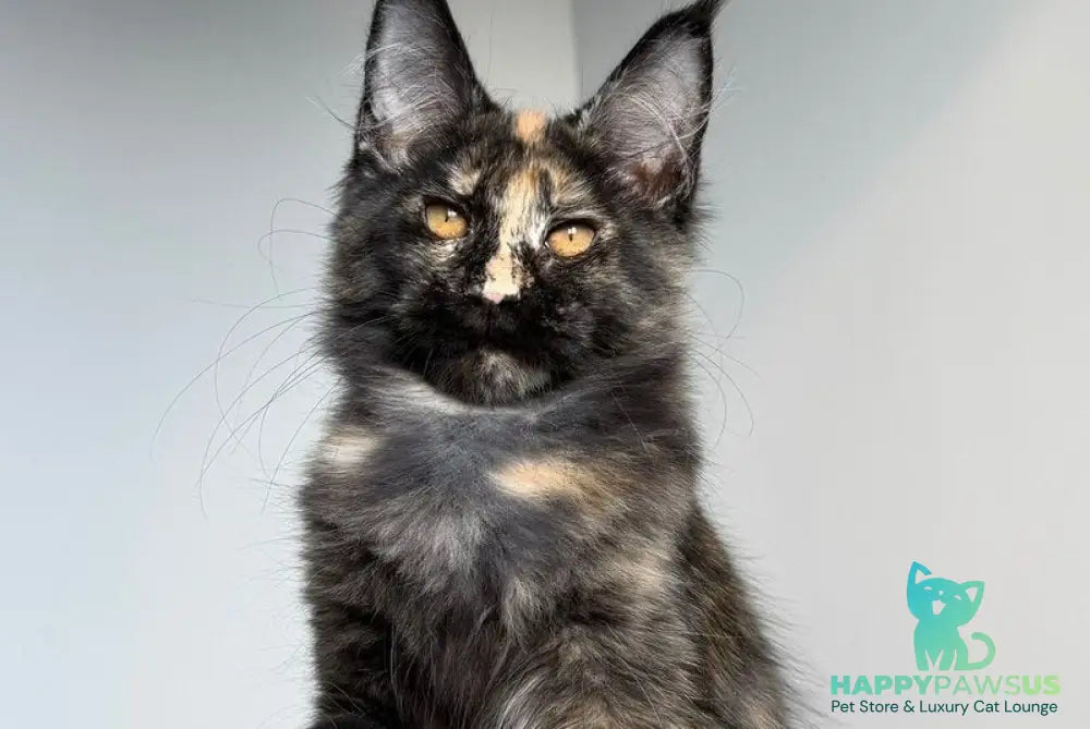 Tails Maine Coon female black tortie tabby - live animals