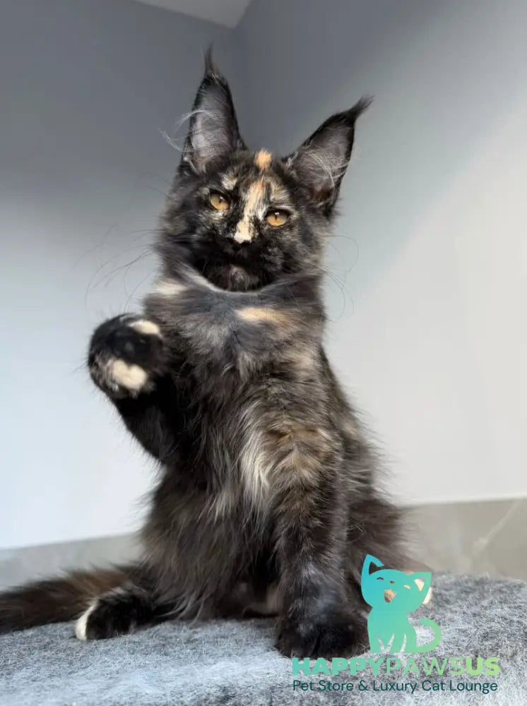 Tails Maine Coon female black tortie tabby - live animals