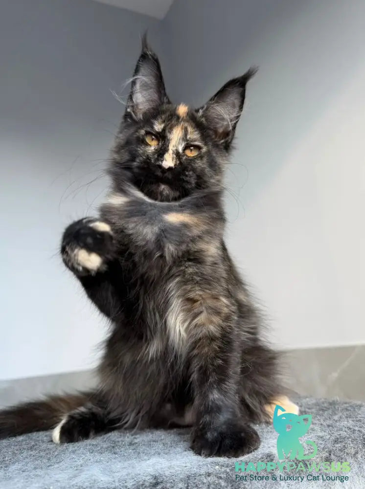 Tails Maine Coon female black tortie tabby - live animals