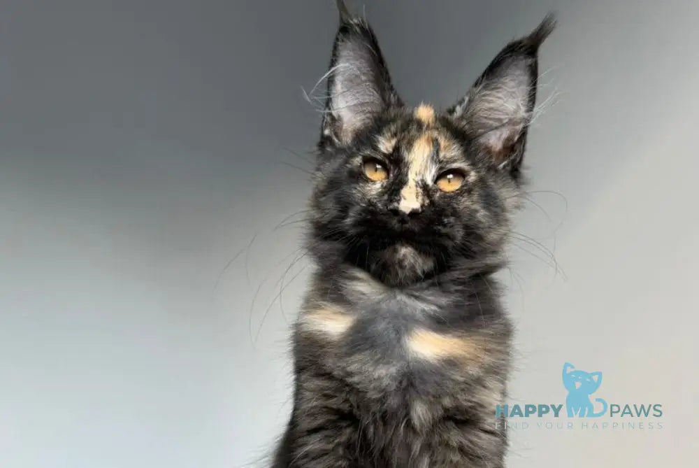 Tails Maine Coon female black tortie tabby - live animals