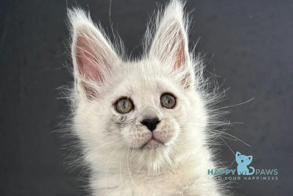 Taimyr Maine Coon male black silver shaded live animals