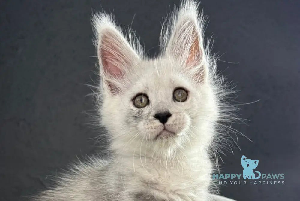 Taimyr Maine Coon male black silver shaded live animals