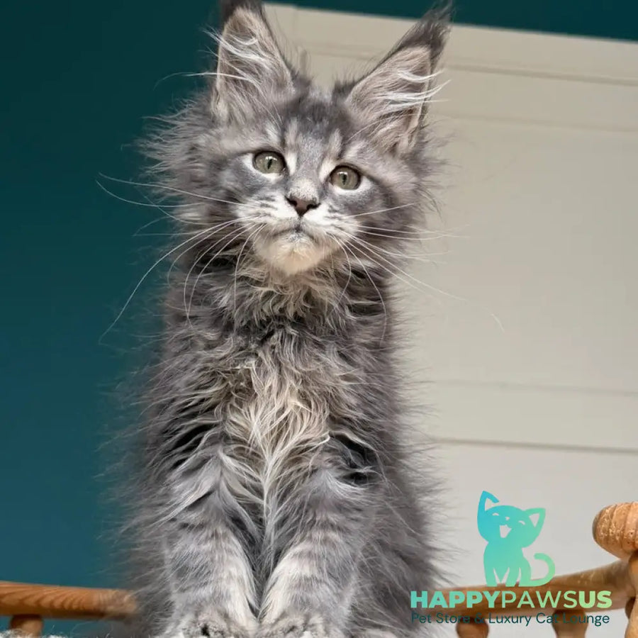Taina Maine Coon female blue tabby - live animals