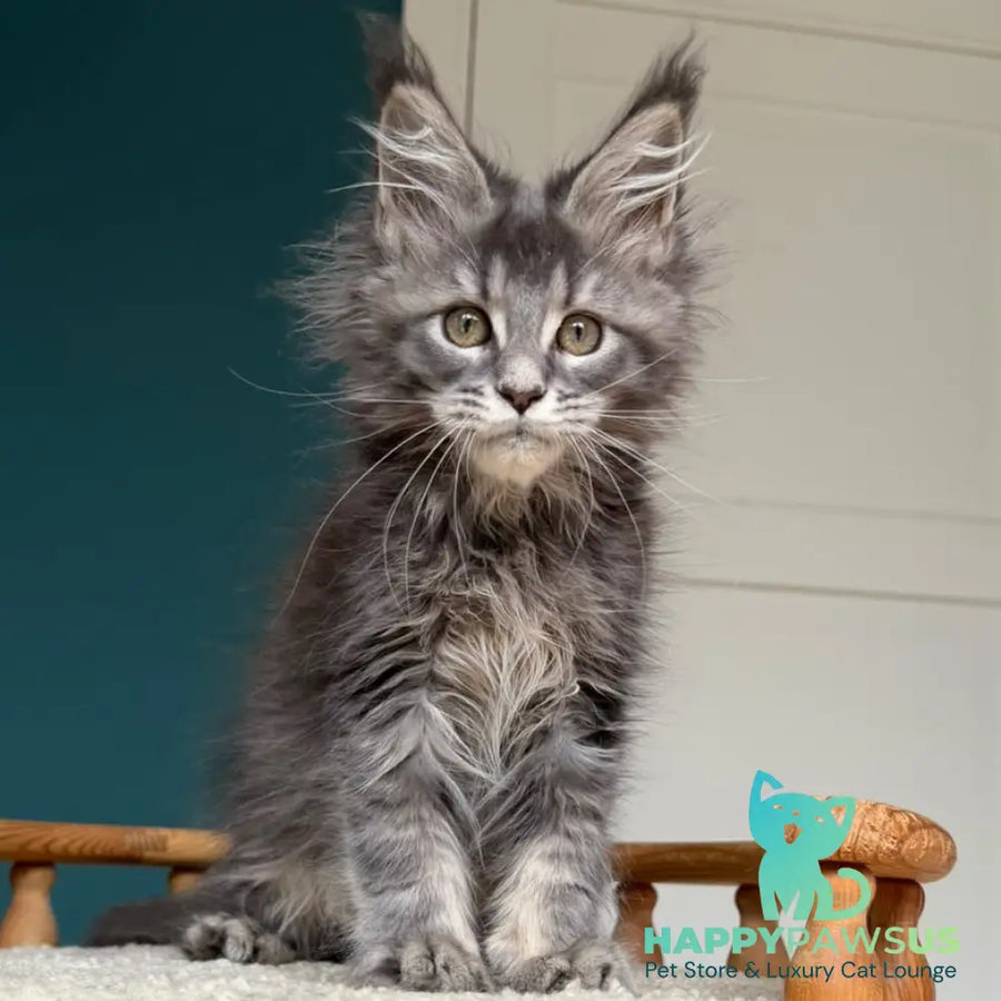 Taina Maine Coon female blue tabby - live animals