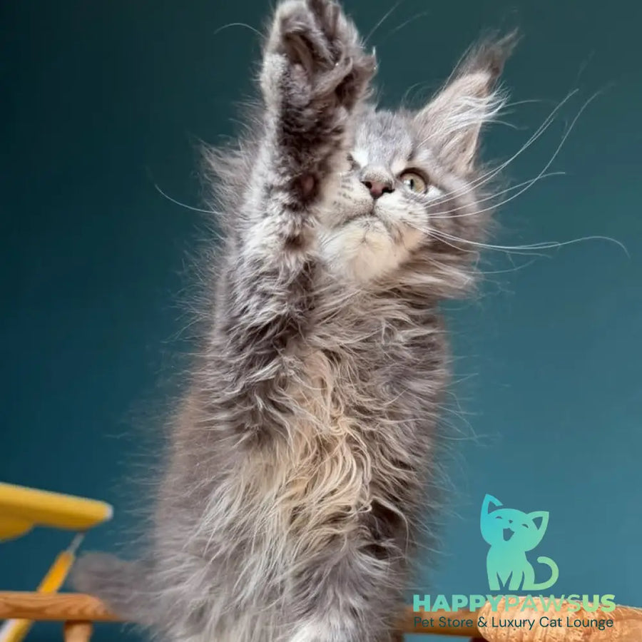 Taina Maine Coon female blue tabby - live animals