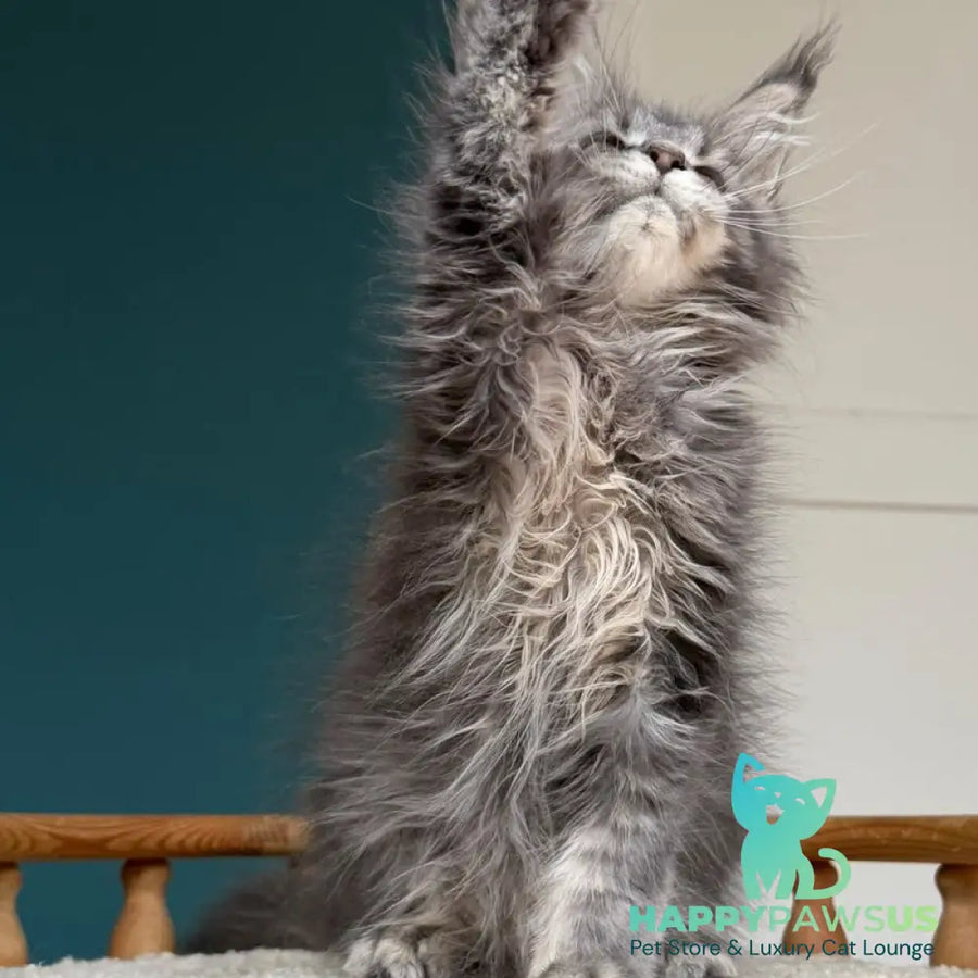 Taina Maine Coon female blue tabby - live animals