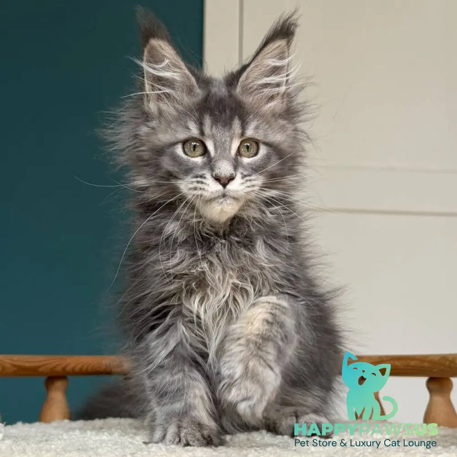 Taina Maine Coon female blue tabby - live animals