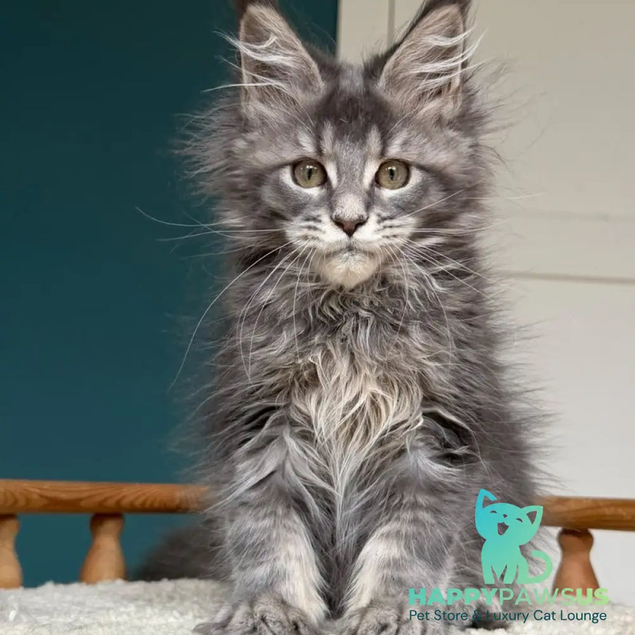Taina Maine Coon female blue tabby - live animals