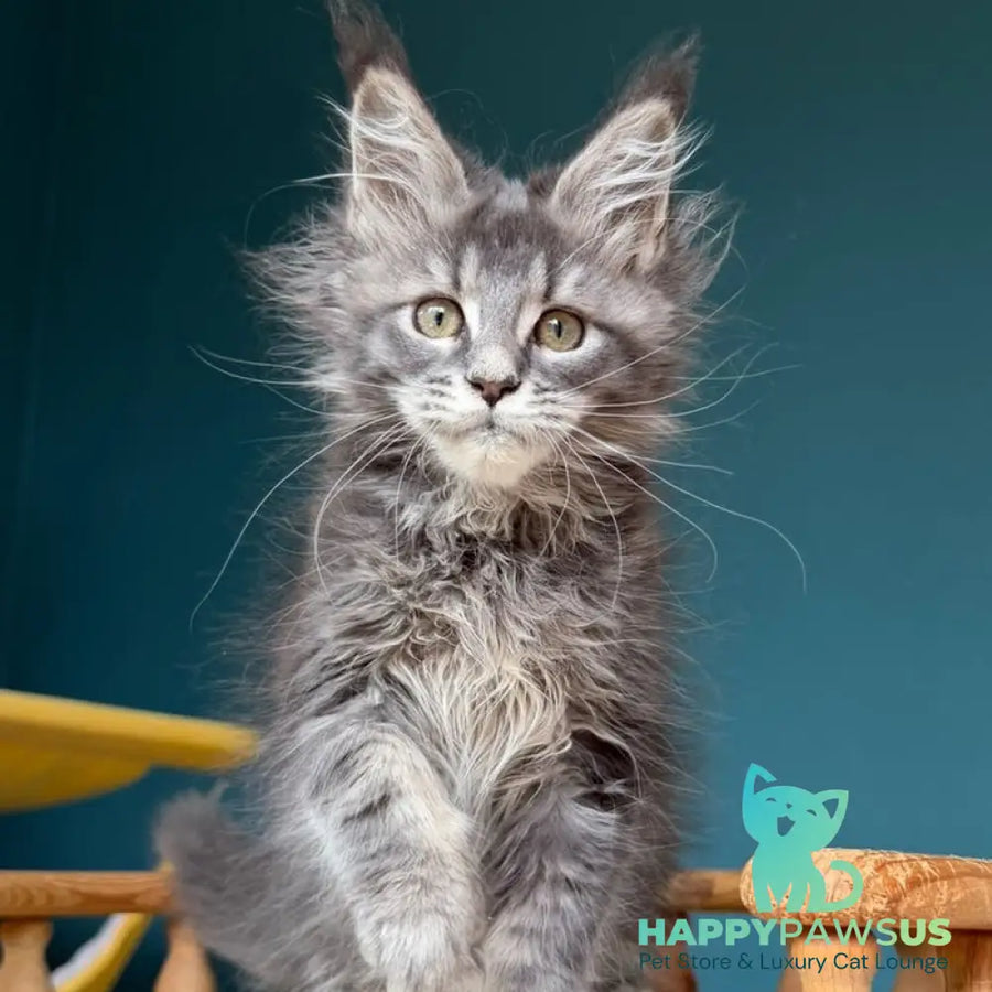 Taina Maine Coon female blue tabby - live animals