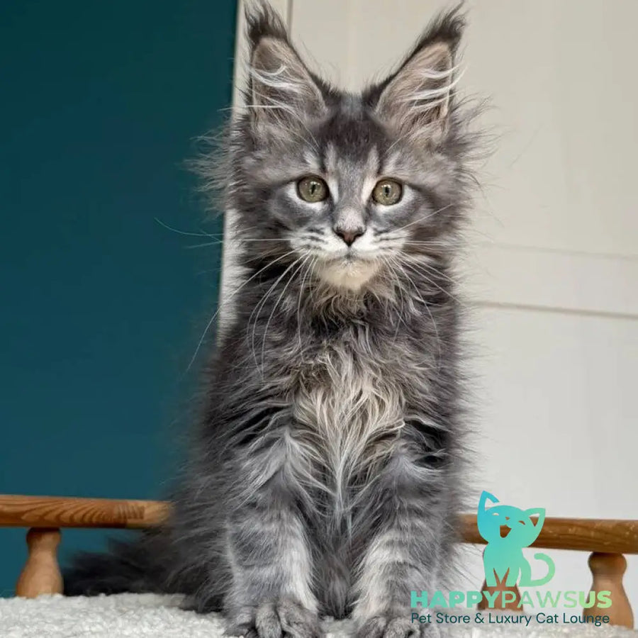 Taina Maine Coon female blue tabby - live animals