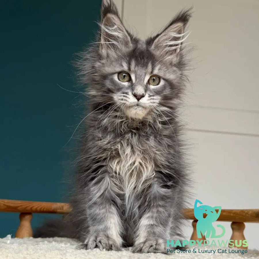Taina Maine Coon female blue tabby - live animals