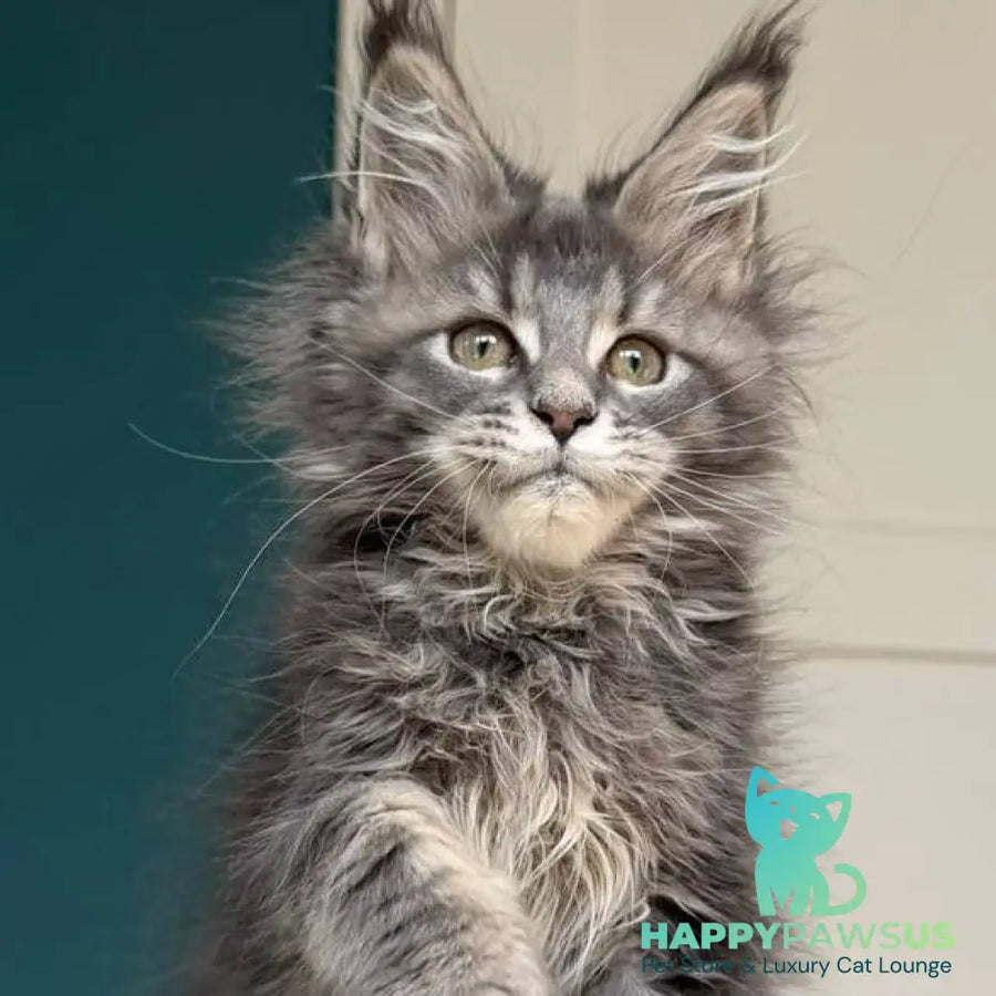 Taina Maine Coon female blue tabby - live animals