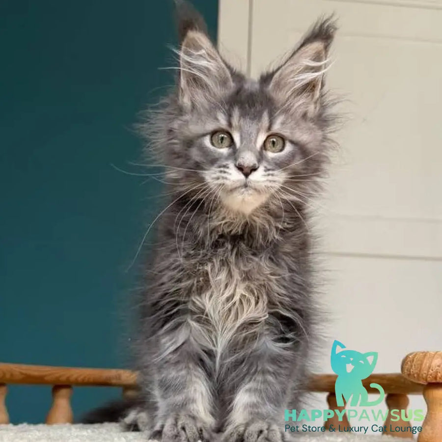 Taina Maine Coon female blue tabby - live animals