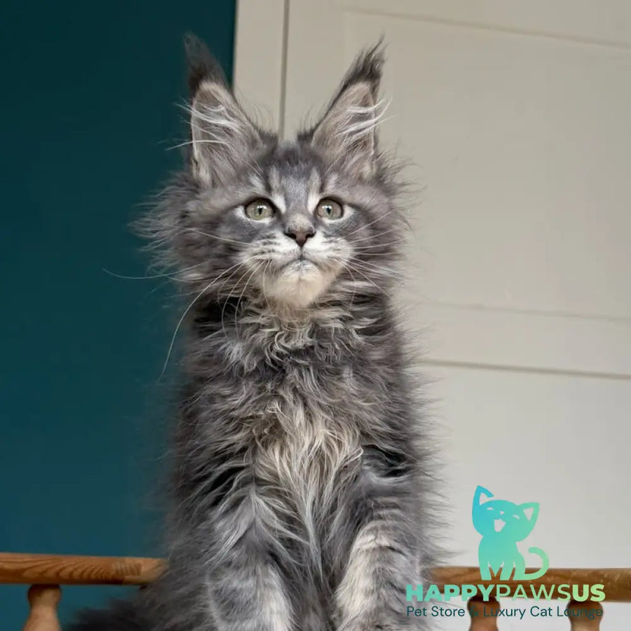 Taina Maine Coon female blue tabby - live animals