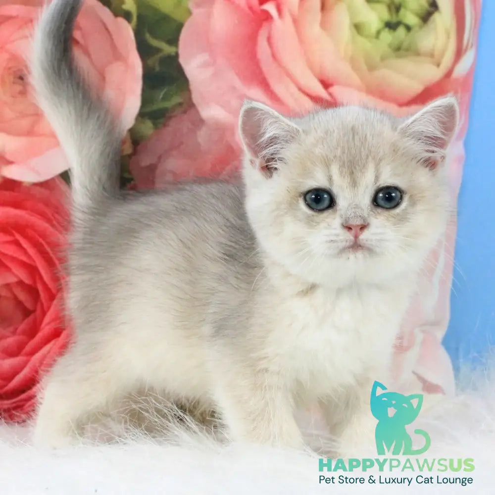 Tair British Shorthair male blue golden shaded - live animals