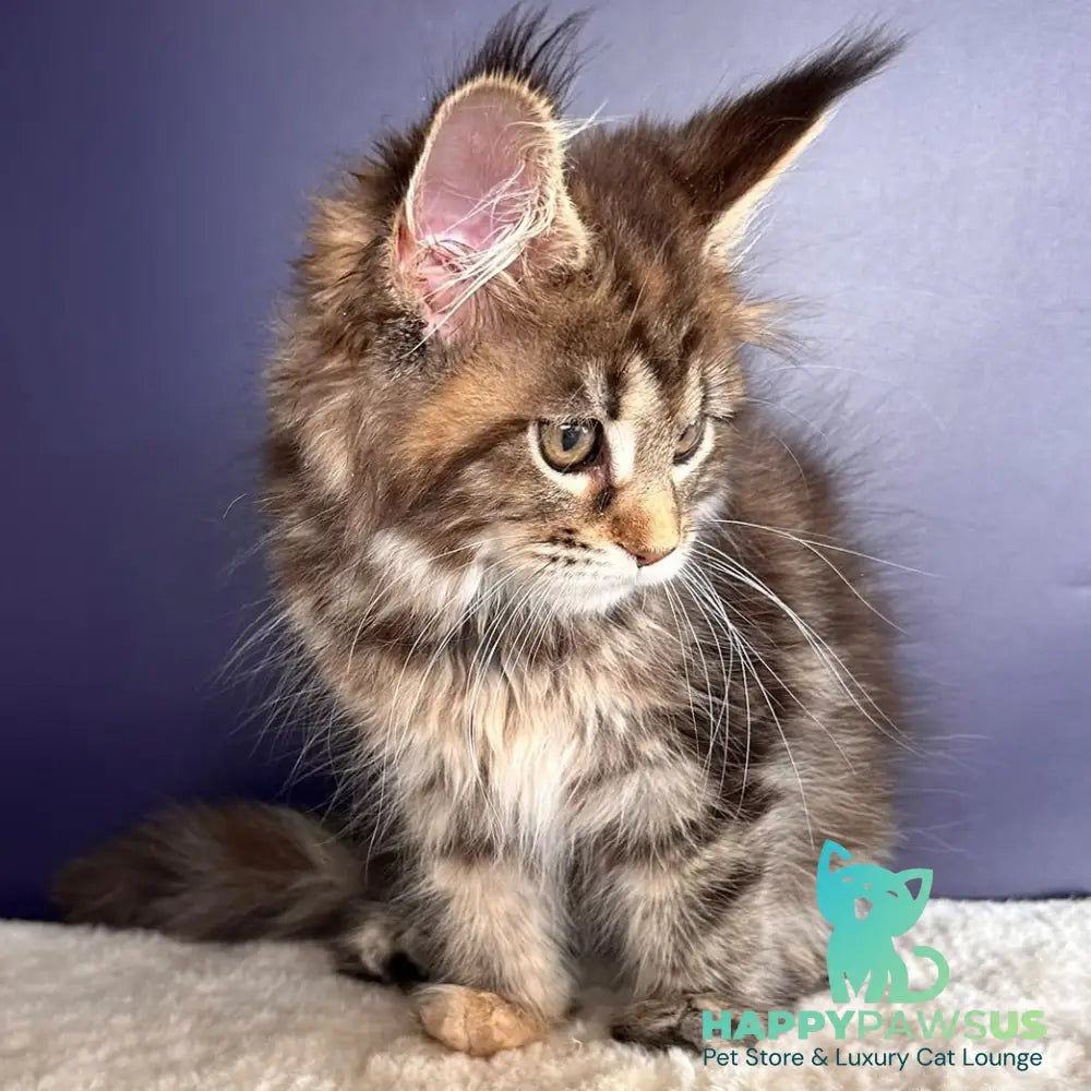 Tais Maine Coon female black tortie tabby - live animals