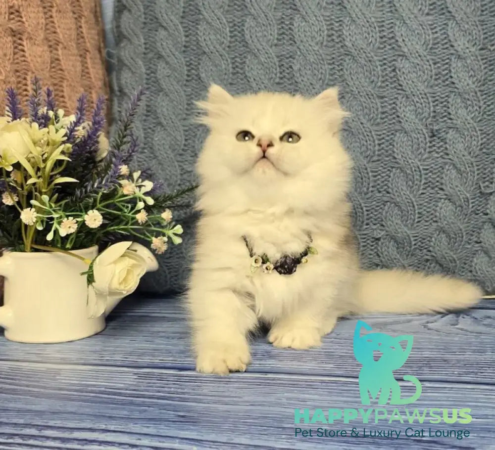 Taisia Munchkin female black tortie silver shaded pointed - live animals