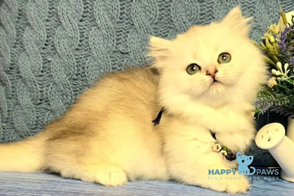 Taisia Munchkin female black tortie silver shaded pointed - live animals